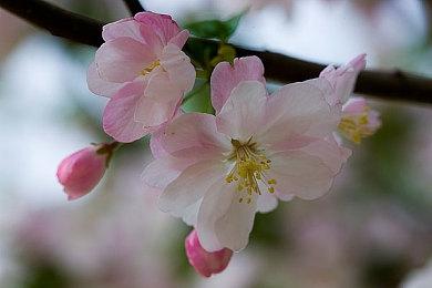 《宝可梦传说 Z-A》已开放预载 Switch2版容量7.7GB